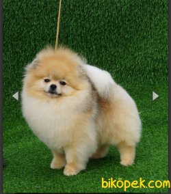 Rusya Şampiyonu Erkek Pomeranianboo 3