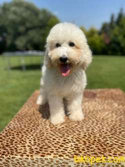 Rusya Üeetim Labradoodle Bebekler 2