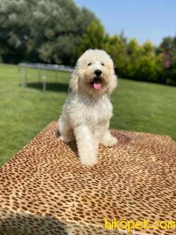 Rusya Üeetim Labradoodle Bebekler 1