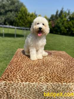 Rusya Üeetim Labradoodle Bebekler 3