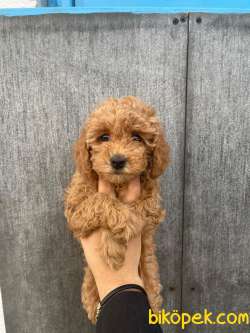 Rusya Üretim Maltipoo Bebekler 3