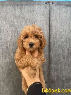 Rusya Üretim Maltipoo Bebekler 1