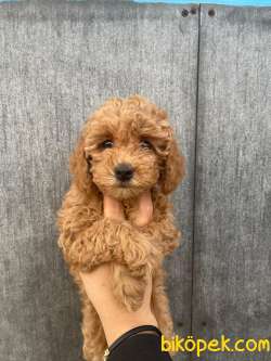 Rusya Üretim Maltipoo Bebekler 2