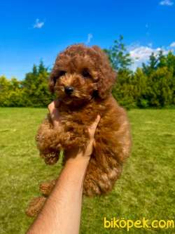 Rusya Üretim Toy Poodle Bebekler 2