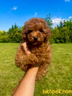 Rusya Üretim Toy Poodle Bebekler 1