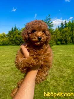 Rusya Üretim Toy Poodle Bebekler 3