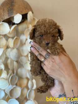RUSYA ÜRETİMİ TOY POODLE BEBEKLER 1