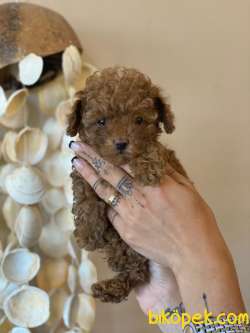 RUSYA ÜRETİMİ TOY POODLE BEBEKLER 2