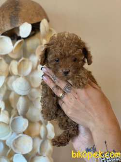 RUSYA ÜRETİMİ TOY POODLE BEBEKLER 3