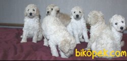 Rusyada Apricot  Toy Poodle Yavrularımız 2