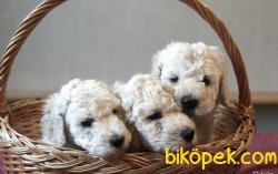 Rusyada Apricot  Toy Poodle Yavrularımız 1