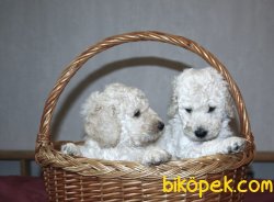 Rusyada Apricot  Toy Poodle Yavrularımız 4