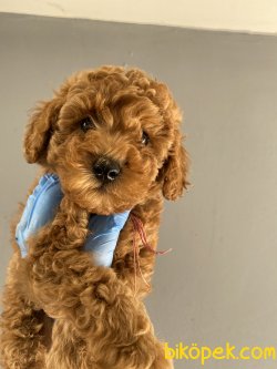 RUSYADA SECERELİ ANNE BABADAN RED TOY POODLE 2