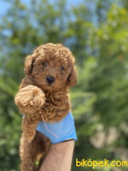 RUSYADA SECERELİ ANNE BABADAN RED TOY POODLE 4