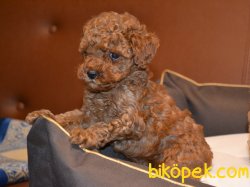 RUSYADAN GELME TEACUP PASAPORTLU POODLE YAVRUMUZ 2