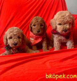 RUSYADAN MUHTEŞEM TOY POODLE YAVRULARIMIZ DİŞİ ERKEK 3