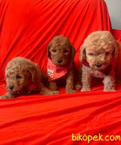 RUSYADAN MUHTEŞEM TOY POODLE YAVRULARIMIZ DİŞİ ERKEK 2