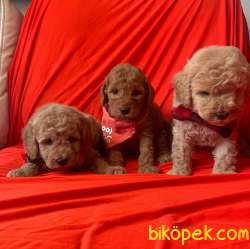 RUSYADAN MUHTEŞEM TOY POODLE YAVRULARIMIZ DİŞİ ERKEK 1
