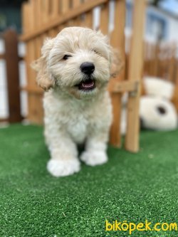 MÜKEMMEL KALİTE MALTİPOO YAVRULAR 3