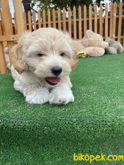 MÜKEMMEL KALİTE MALTİPOO YAVRULAR 4