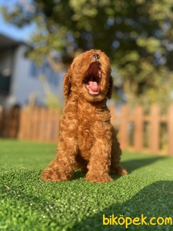 RUSYADAN SECERELİ ANNE BABADAN TOY POODLE YAVRULARIMIZ 1