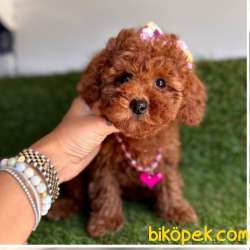 Red Brown Poodle Yavrular 2
