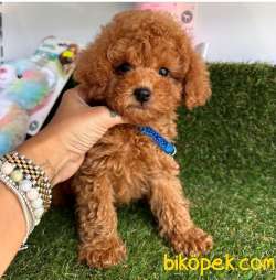 Red Brown Poodle Yavrular 1