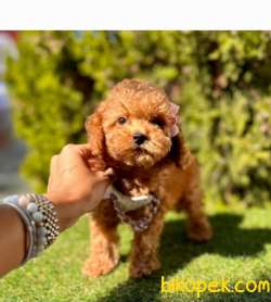 Red Brown Poodle Yavrular 3