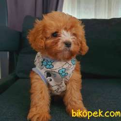 Saf Anne Babadan Erkek  MALTİPOO Bebeğim 1