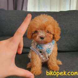 Saf Anne Babadan Erkek  MALTİPOO Bebeğim 3