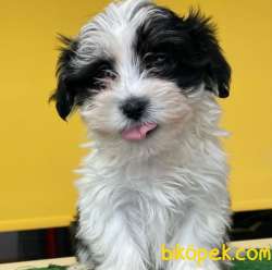 Saf Anne Babadan Maltipoo Yavrularımız 2