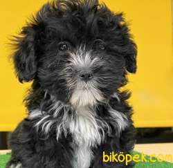 Saf Anne Babadan Maltipoo Yavrularımız 1