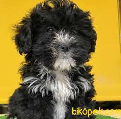 Saf Anne Babadan Maltipoo Yavrularımız 3