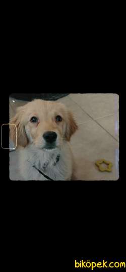 Saf Dişi Golden Retriever 1