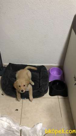 Saf Dişi Golden Retriever 3