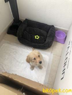 Saf Dişi Golden Retriever 2