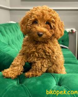 SAF Dişi Red Brown Toy Poodle Bebeğim 1