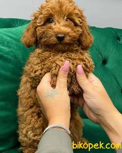 SAF Dişi Red Brown Toy Poodle Bebeğim 5