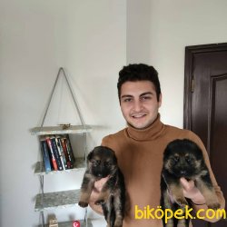 Saf Düşük Bel Erkek Ve Dişi Alman Kurdu Yavruları 5