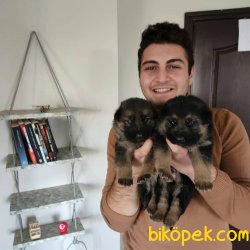Saf Düşük Bel Erkek Ve Dişi Alman Kurdu Yavruları 1