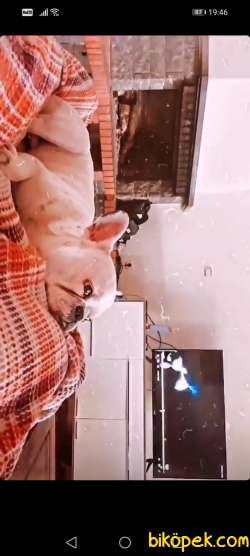 Saf Erkek Fransız Buldog 3