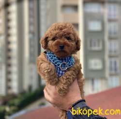 SAF ERKEK RED BROWN TOY POODLE YAVRUM 2