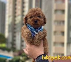 SAF ERKEK RED BROWN TOY POODLE YAVRUM 4