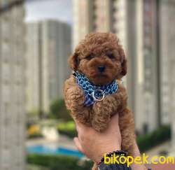 SAF ERKEK RED BROWN TOY POODLE YAVRUM 1