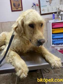 Saf Golder Retriever Tarçın'a Ömürlük Yuva Arıyoruz 1