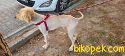 Saf Golder Retriever Tarçın'a Ömürlük Yuva Arıyoruz 3