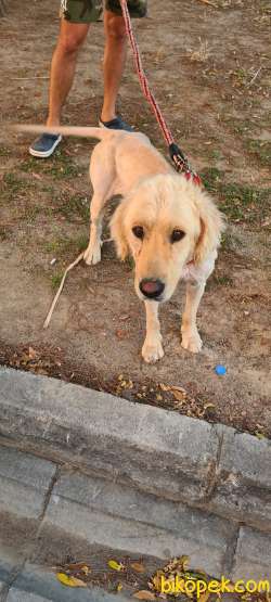 Saf Golder Retriever Tarçın'a Ömürlük Yuva Arıyoruz 4