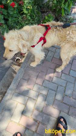 Saf Golder Retriever Tarçın'a Ömürlük Yuva Arıyoruz 2