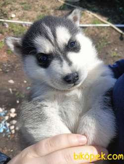 SAF HUSKY(SİBİRYA KURDU) FİYAT MAKUL TUTULACAKTIR