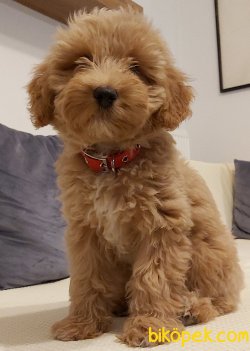 SAF IRK 3 AYLIK MALTİPOO YAVRUSU AŞILARI TAMAMLANMIŞ 1